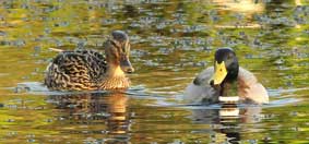 patos Alhambra